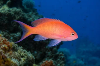 Anthias anthias