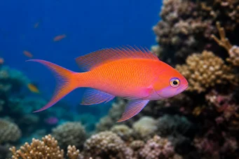Anthias squamipinnis Црвенобар