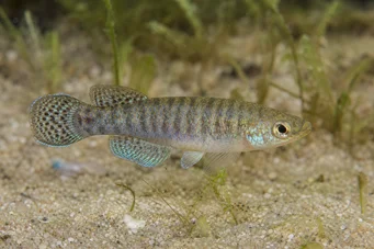 Aphanius dispar Апханиус нестаје