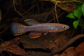 Aphyosemion walkeri Апхио де Валкер
