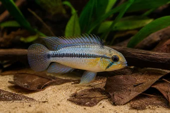 Apistogramma borellii Апистогма Бореллии