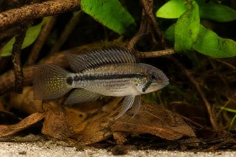 Apistogramma steindachneri Аписто Стеиндацхнери
