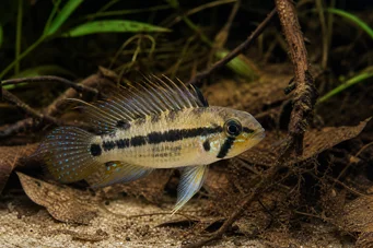 Apistogramma trifasciatum Три-линије патуљасти циклид