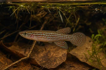 Aplocheilus panchax Панчакс
