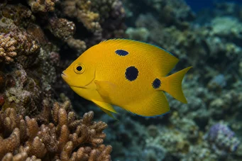 Apolemichthys trimaculatus Тритацхери риба