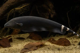 Apteronotus albifrons АМЕРИЧКИ ЈУБЕ РИБЕ - такође звани Блацк ПХА