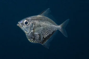 Argyropelecus olfersi Аргиропелецус Олферси