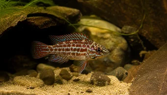 Badis assamensis Цхамелеон Риба