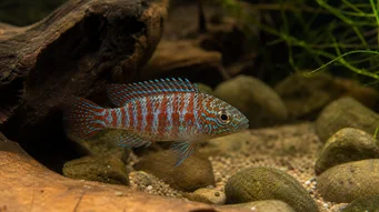 Badis badis Цхамелеон Риба
