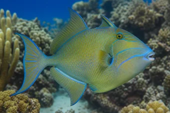 Balistes vetula
