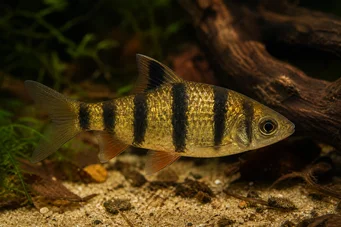Barbus pentazona johorensis Пет брадата