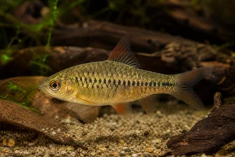 Barbus roloffi Ролоффи браде