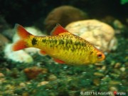 Barbus schuberti Сцхуберти бр�...