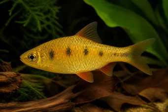 Barbus semifasciolatus Месинг брадати