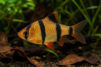 Barbus tetrazona Суматра брадати