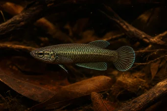 Betta bellica Борац