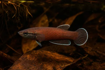 Betta channoides Снакехеад Фигхтер (Анг)