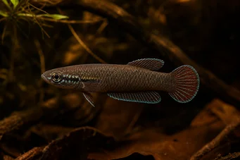 Betta foerschi  Бетта Цхамелеон