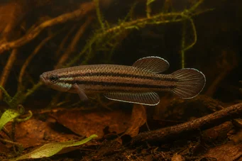 Betta trifasciata Борац