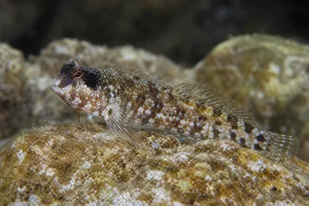Blennius nigriceps Црно-глава