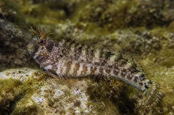 Blennius tentacularis Бленние Цорнуе