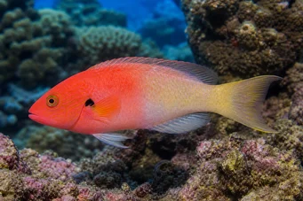 Bodianus axillaris Тамаринд