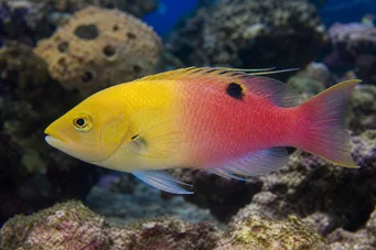 Bodianus pulchellus Цоссипхе де Куба