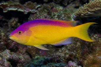 Bodianus rufus Шпански лабар
