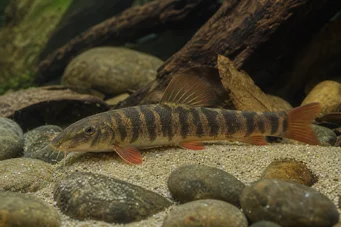 Botia rubripinnis (Греен Лоцхе)