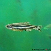 Brachydanio rerio Данио Рерио