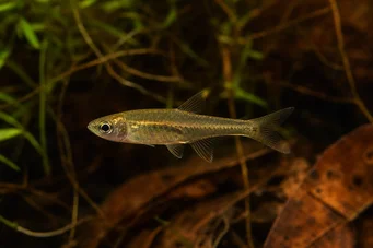Brittanichthys myersi Миерс Блоод Тетра