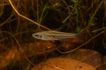Brittanichthys sp