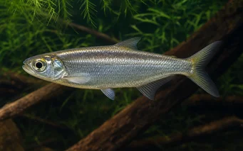 Bryconops affinis Конусни бриконопс