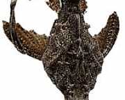 Bunocephalus kneri Бањо Риба