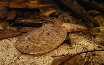Bunocephalus kneri Бањо Риба