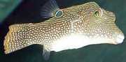 Canthigaster solandri Цантхигастер-Паон