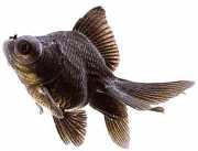 Carassius auratus telesc... Телескоп