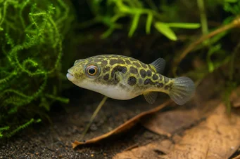 Carinotetraodon somphongsi Царнотетраодон Сомпхонгси