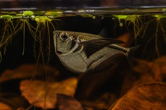 Carnegiella marthae (Блацк Вингс-Вингс Фисх)