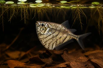Carnegiella strigata strigata (Мермер)