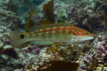 Centrolabus melops (Цоммон Цренилабре)