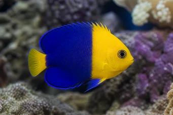 Centropyge bicolor Двотонски