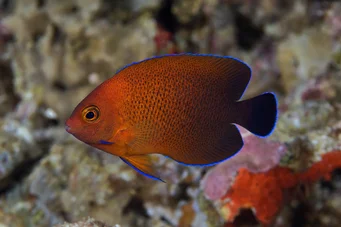 Centropyge ferrugatus (Руст Дварф Ангел)