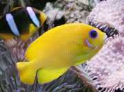 Centropyge flavissimus Жути