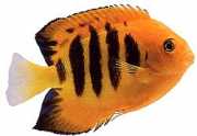 Centropyge loriculus Варљив