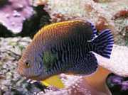 Centropyge potteri Ред Сеа Ангел