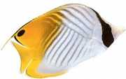 Chaetodon auriga Цхетодон Цоц�...