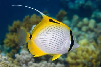 Chaetodon auriga (Цхетодон Цоцхер)