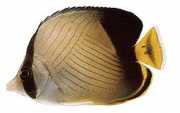 Chaetodon decussatus Цхетодон Фалсе-Вагабонд