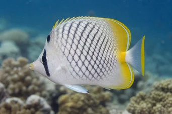Chaetodon decussatus (Цхетодон Фалсе-Вагабонд)